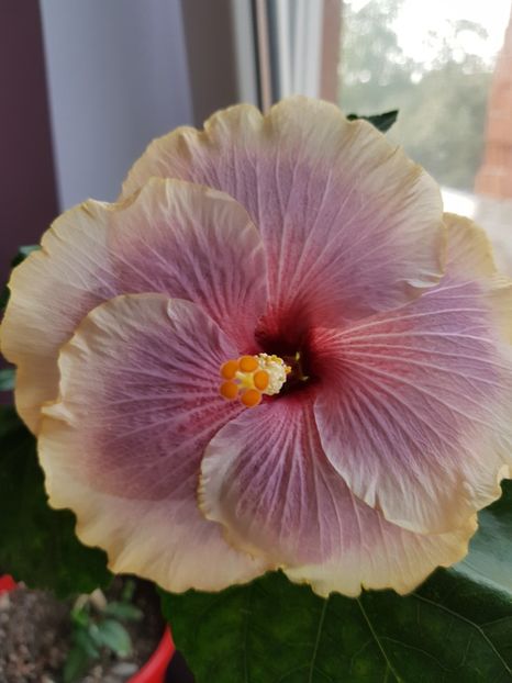  - 1-2 HIBISCUS