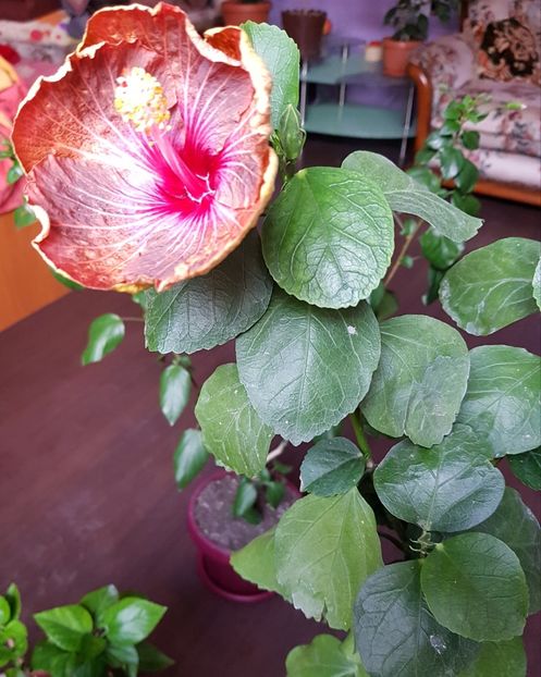  - 1-2 HIBISCUS