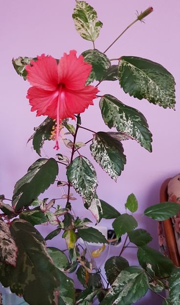  - 1-2 HIBISCUS