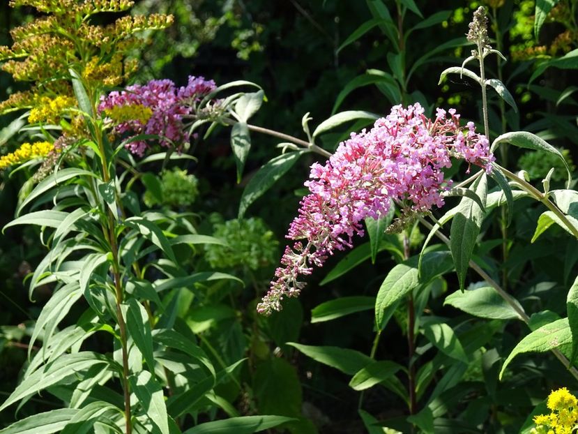 37218424_410006922844974_521419200216956928_o - Buddleja Davidii - Liliac de vara