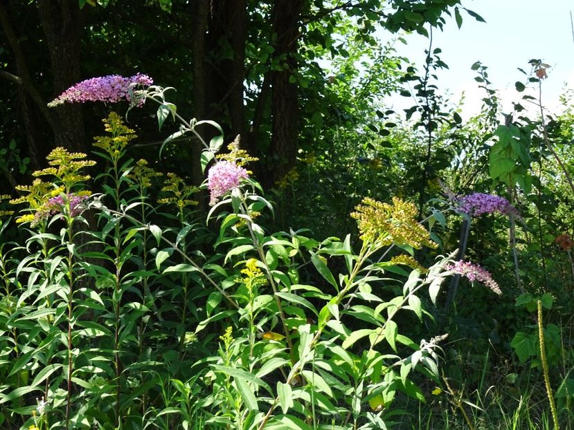 37234998_410007049511628_5419976946316476416_o - Buddleja Davidii - Liliac de vara