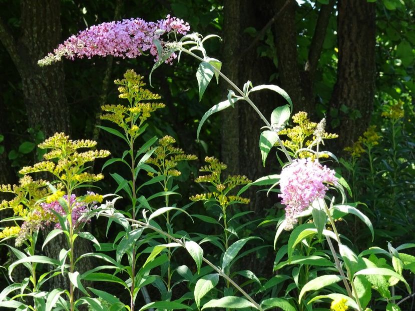 37240677_410006599511673_391587535769305088_o - Buddleja Davidii - Liliac de vara