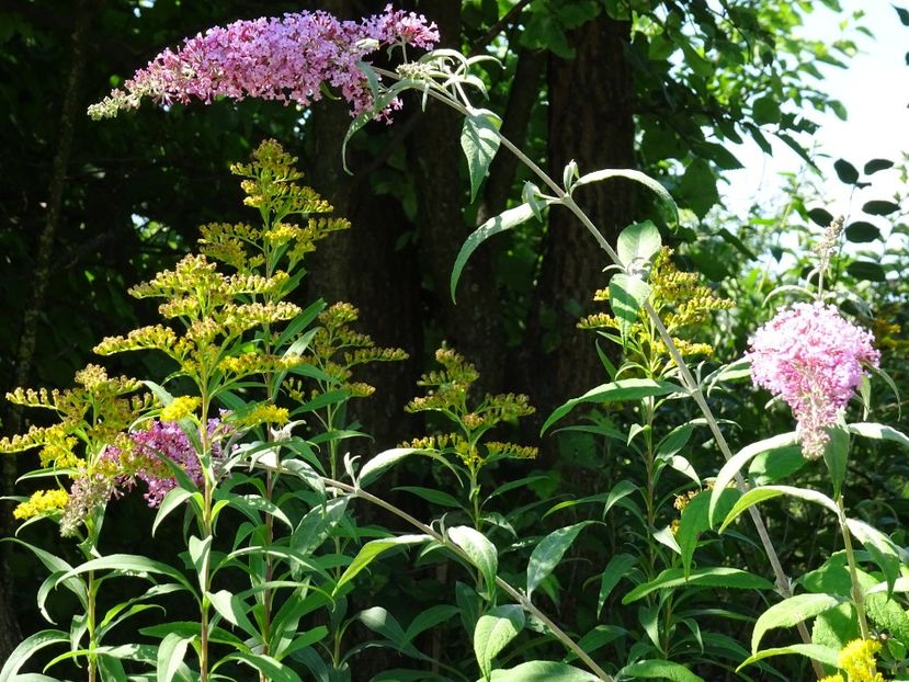 37283351_410004842845182_5983094519426449408_o - Buddleja Davidii - Liliac de vara