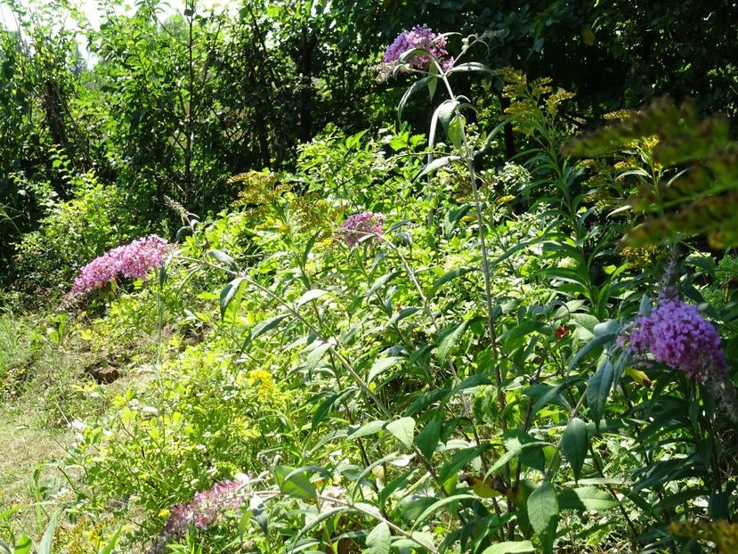 37332765_410006622845004_2278848383844089856_o - Buddleja Davidii - Liliac de vara