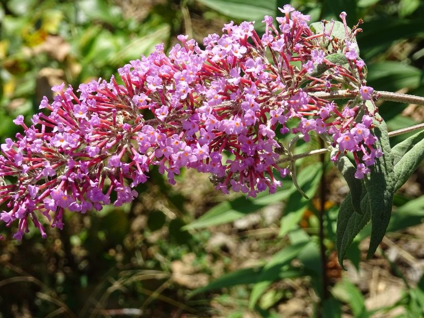 37343307_410004799511853_4639986846430920704_o - Buddleja Davidii - Liliac de vara