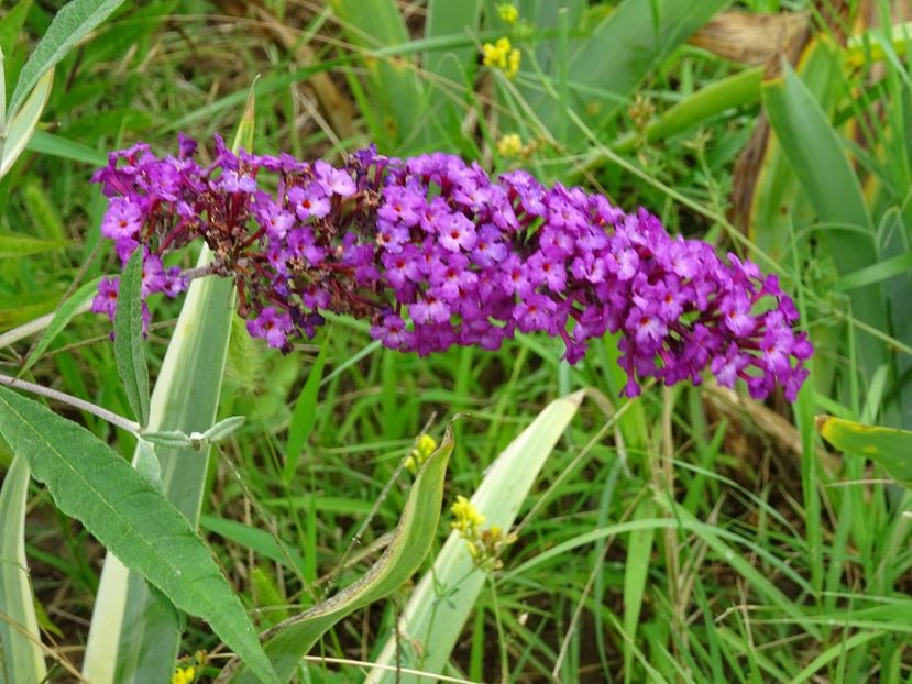 36829605_403073200205013_1472887793540661248_o - Buddleja Davidii - Liliac de vara