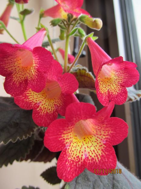 MM's north sunburst - ACHIMENES 2020 - VANZARI HIBRIZI