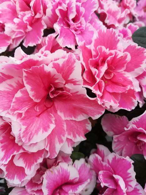  - ACHIZIȚII DE TOAMNA