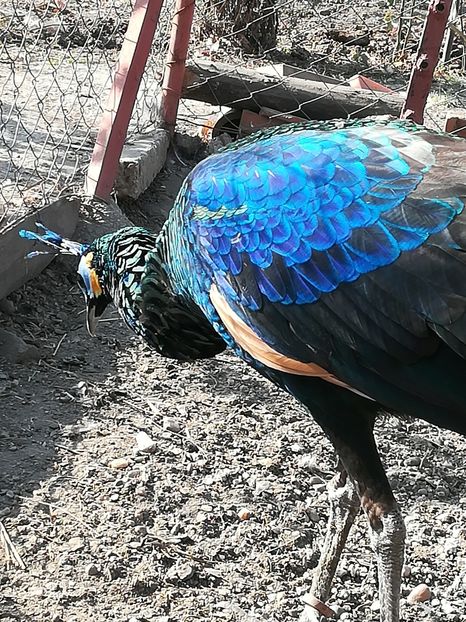  - Pavo Muticus Imperator