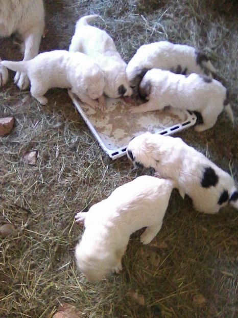 mancam singuri - AA Kinga si o noua generatie Ciobanesc de Bucovina in octombrie 2018