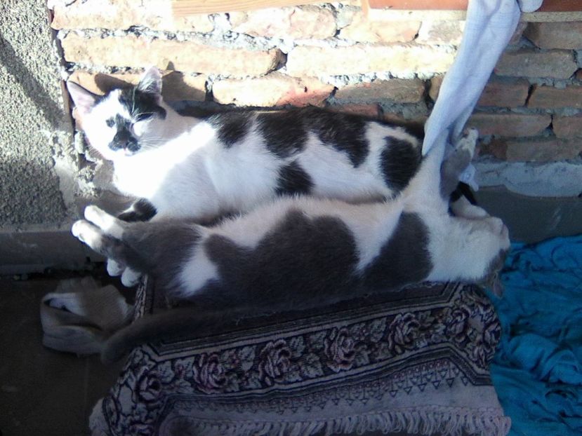 rabytz si cenusa - Micile mele feline 2018