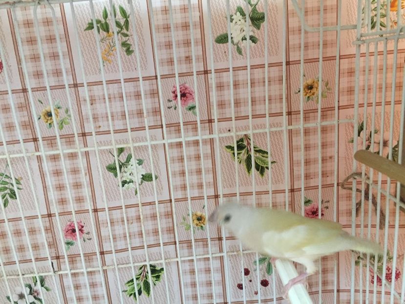  - 2018-fotografii din crescatorie