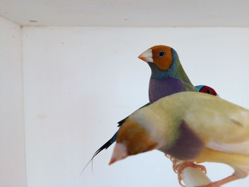  - 2018-fotografii din crescatorie