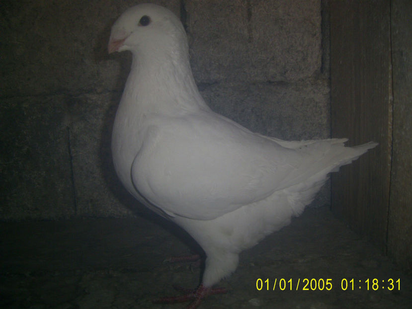 F - 2018 - femele matca - 2019