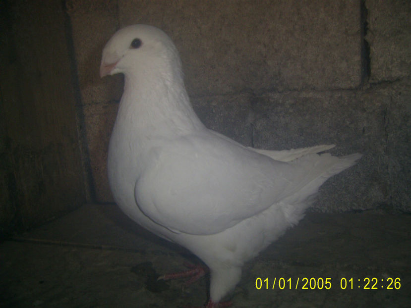  - femele matca - 2019