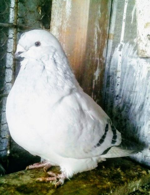  - - A - CRESCATOR POLIVALENT