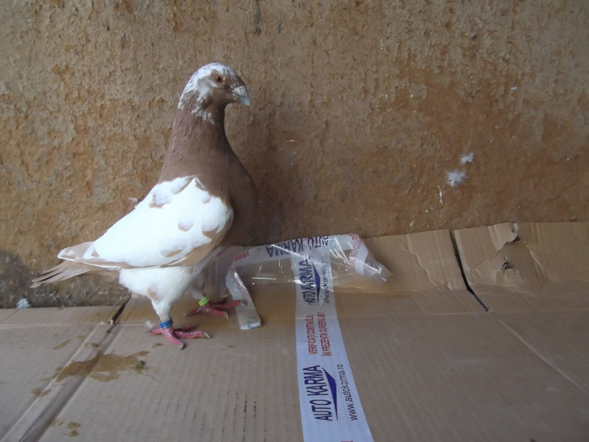 M-17 - AMERICAN GIANT HOMER - MATCA