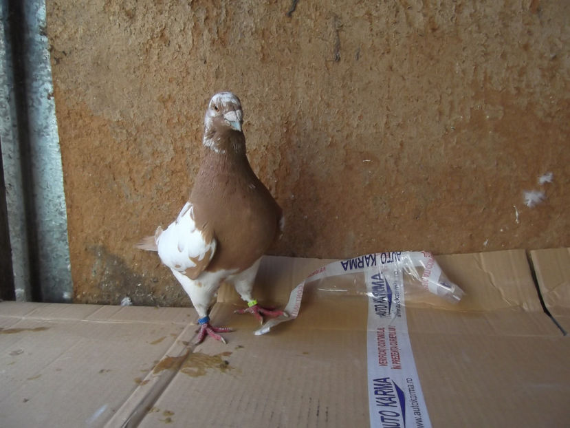 M-17 - AMERICAN GIANT HOMER - MATCA