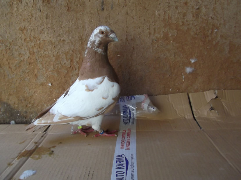 M-17 - AMERICAN GIANT HOMER - MATCA