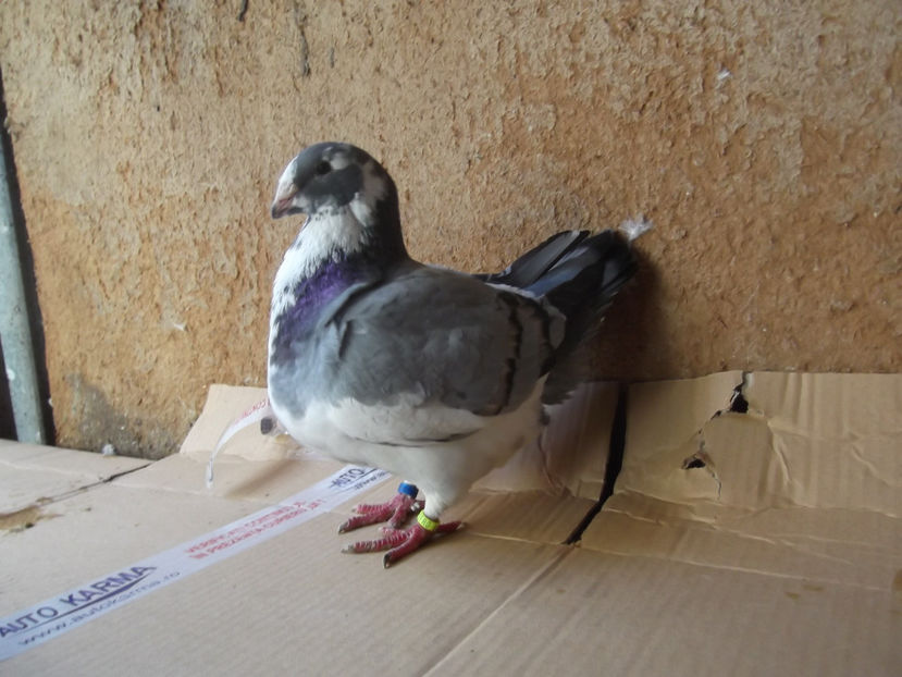 F-17 - AMERICAN GIANT HOMER - MATCA