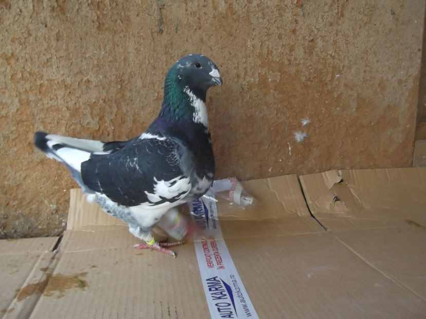 M-17 - AMERICAN GIANT HOMER - MATCA