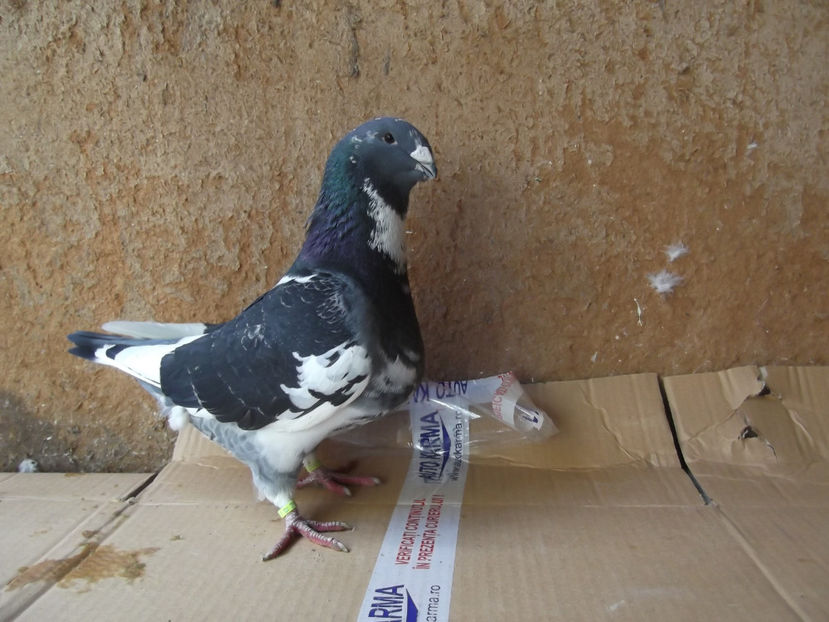 M-17 - AMERICAN GIANT HOMER - MATCA