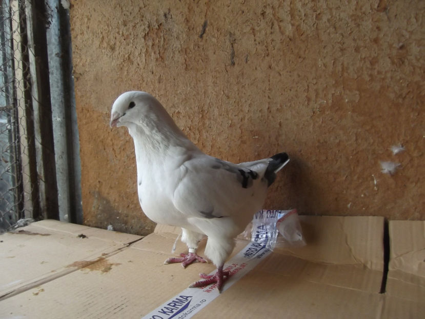 F-15 - AMERICAN GIANT HOMER - MATCA
