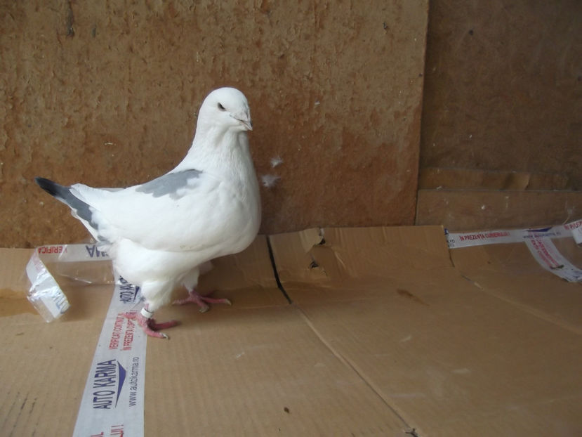 F-15 - AMERICAN GIANT HOMER - MATCA