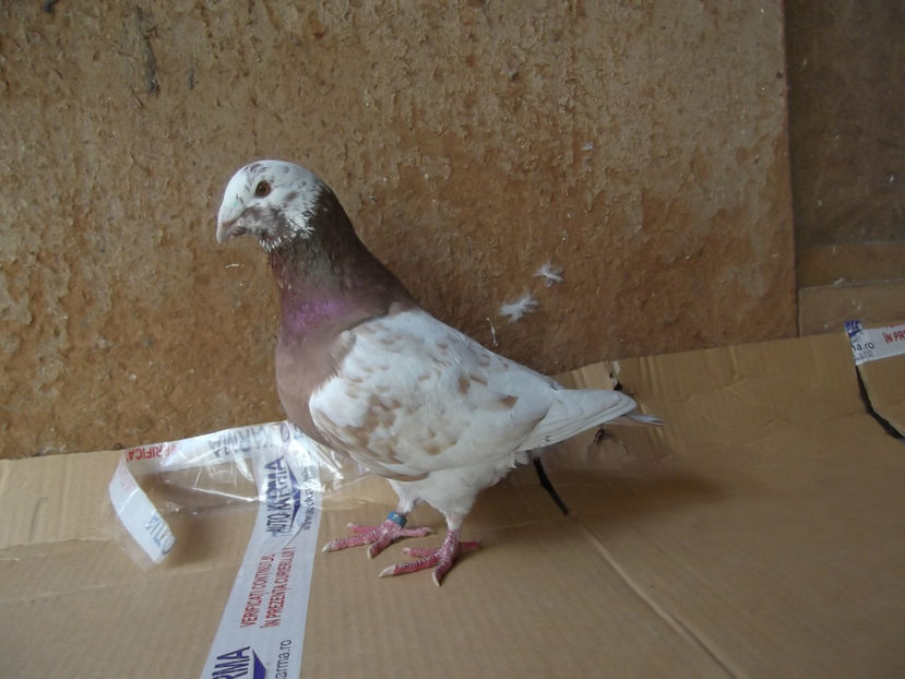 M-18 - AMERICANI TINERET 2018