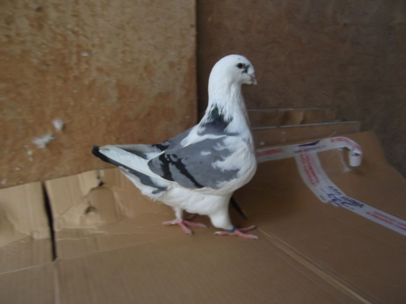 F-18 - AMERICANI TINERET 2018