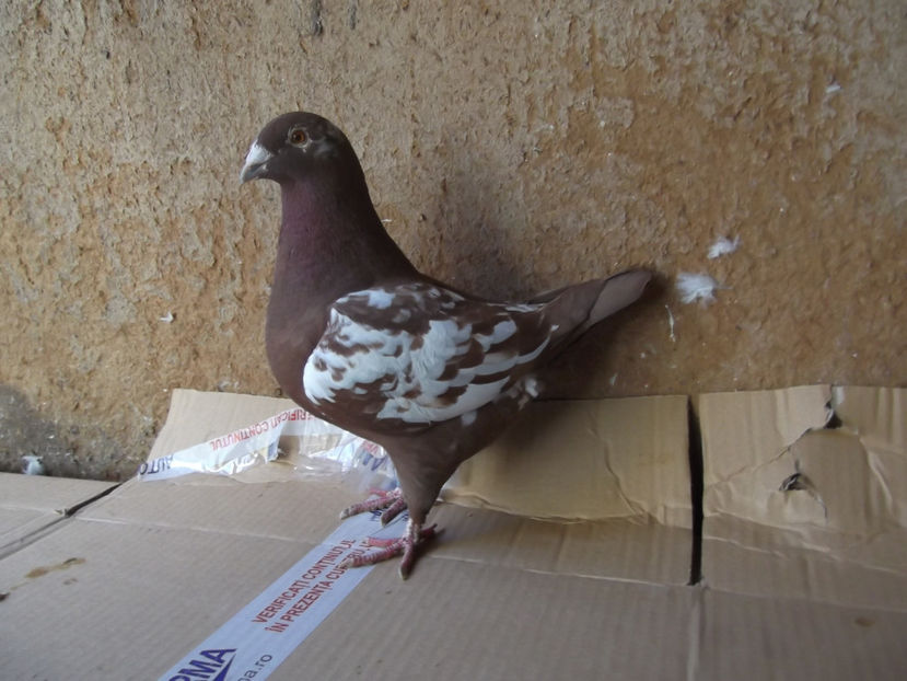 F-18 - AMERICANI TINERET 2018