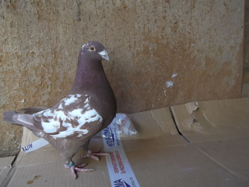 F-18 - AMERICANI TINERET 2018