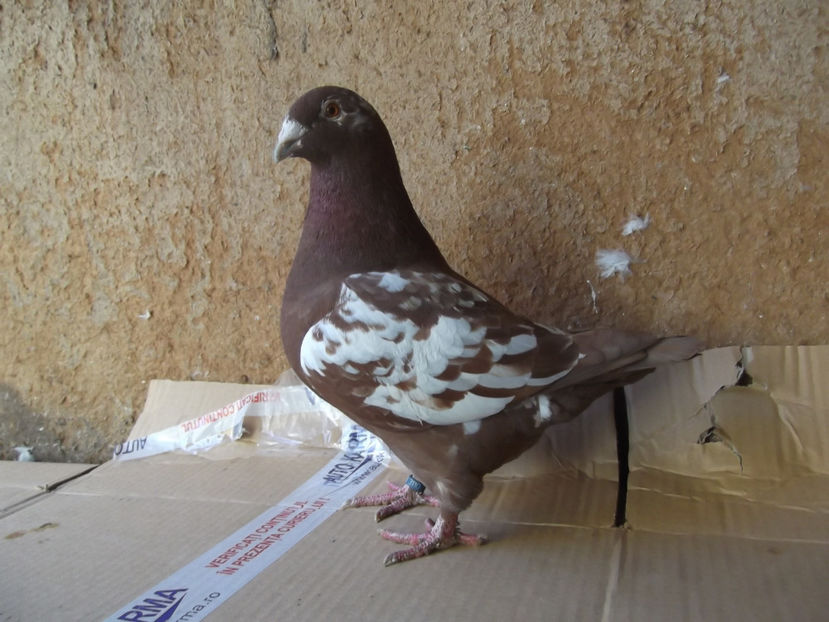 F-18 - AMERICANI TINERET 2018