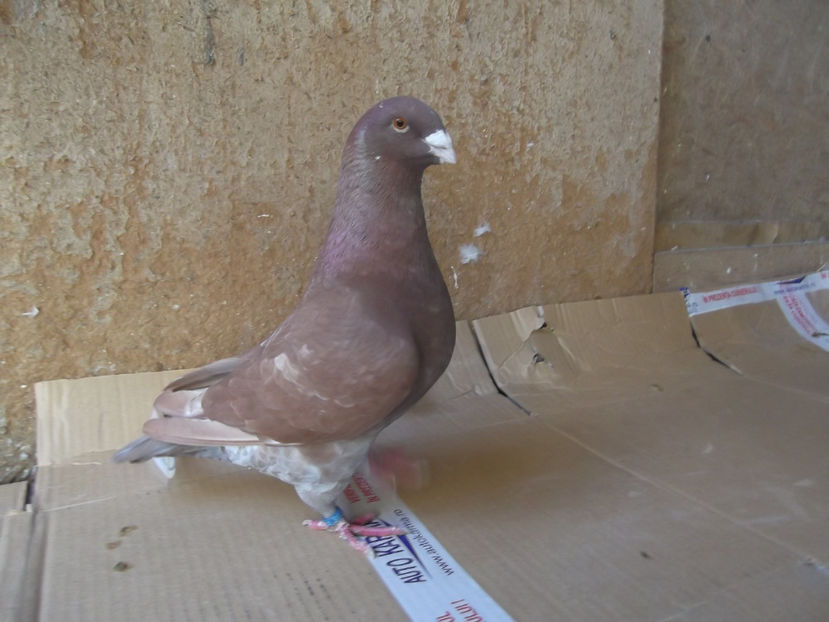 M-18 - AMERICANI TINERET 2018