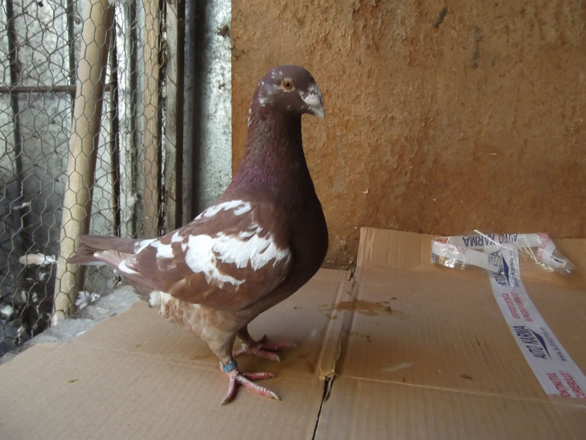 M-18 - AMERICANI TINERET 2018