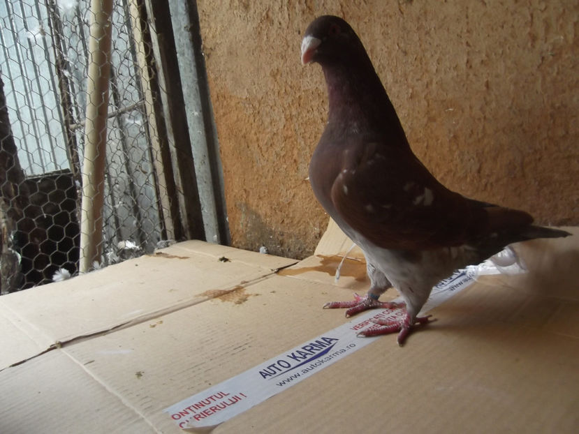 M-18 - AMERICANI TINERET 2018