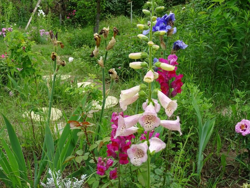 32863337_367972257048441_4090105391864610816_o - DIGITALIS