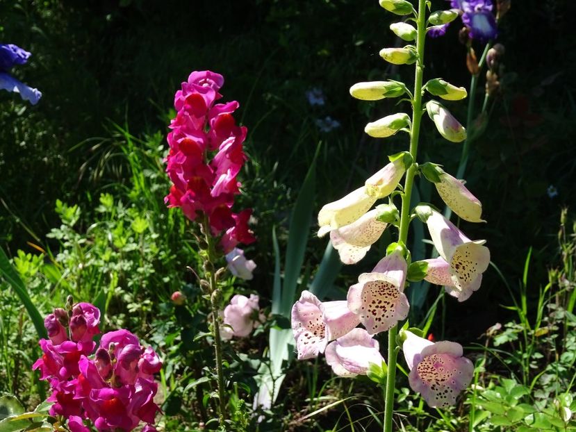 32866339_367974397048227_4695776770798911488_o - DIGITALIS