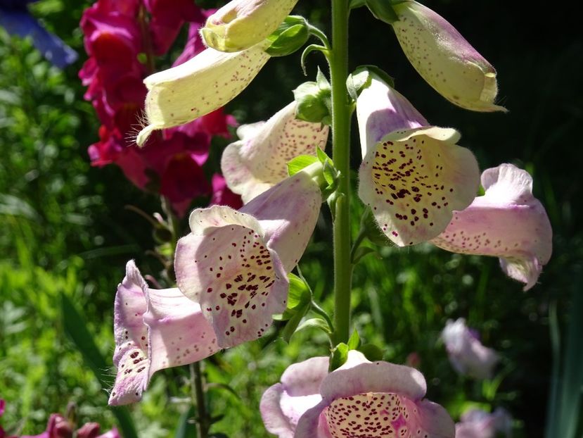 32873680_367972707048396_6450754902489563136_o - DIGITALIS