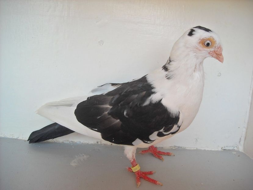  - PORUMBEI CARE MI AU APARTINUT