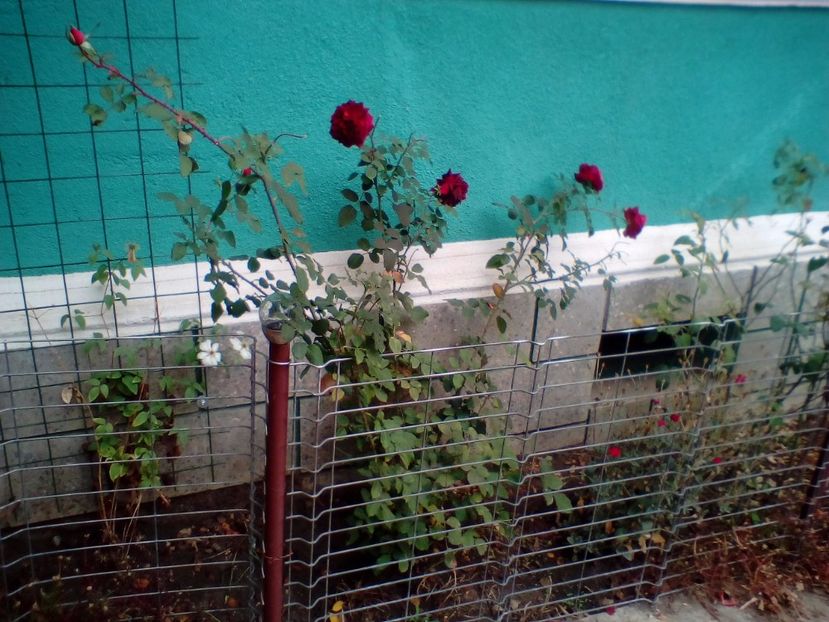 11 11 2018 - Munstead Wood