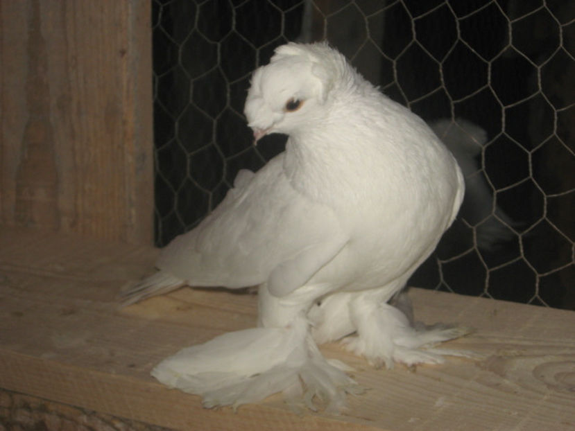  - a3 - JUCĂTOR UZBEK de vânzare