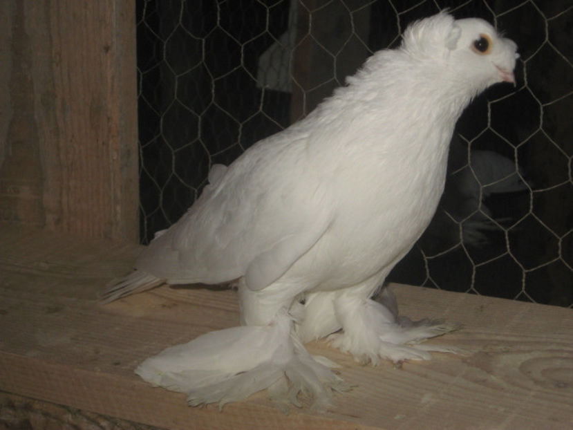  - a3 - JUCĂTOR UZBEK de vânzare