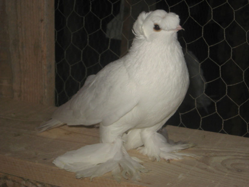  - a3 - JUCĂTOR UZBEK de vânzare