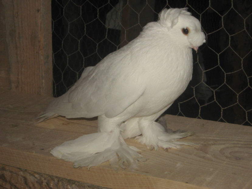  - a3 - JUCĂTOR UZBEK de vânzare