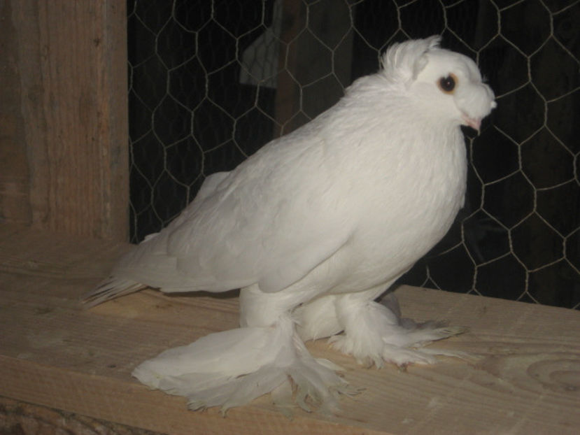  - a3 - JUCĂTOR UZBEK de vânzare