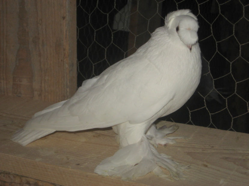  - a3 - JUCĂTOR UZBEK de vânzare