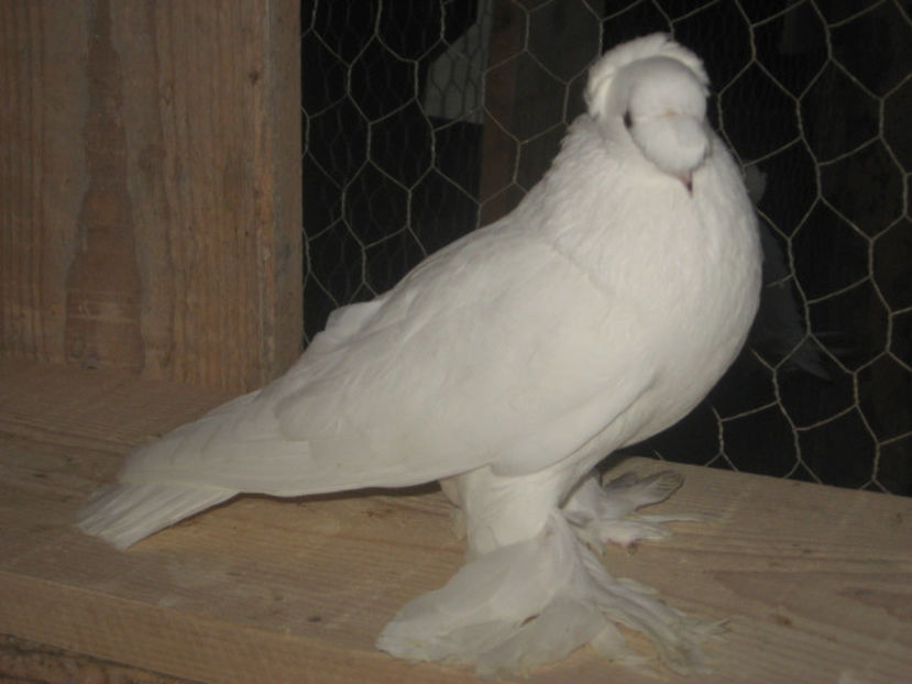  - a3 - JUCĂTOR UZBEK de vânzare