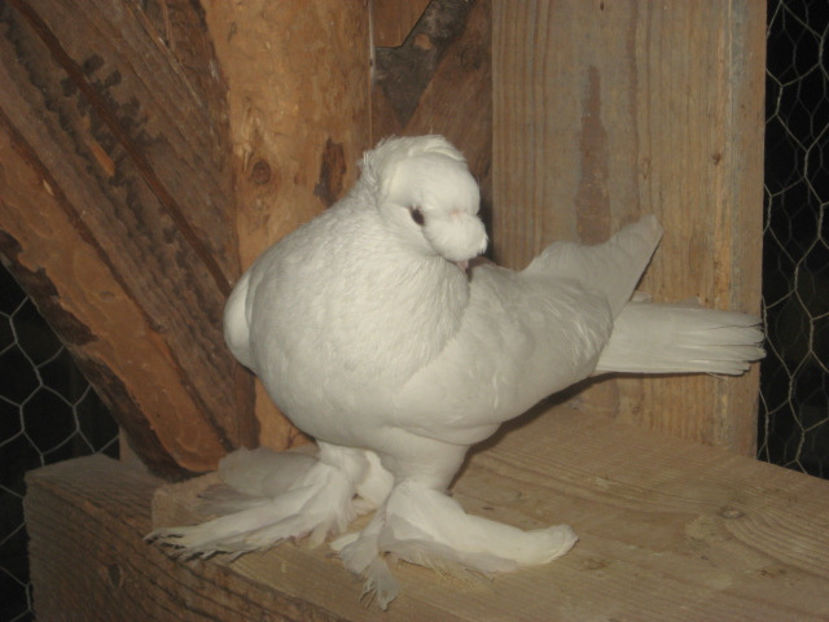  - a3 - JUCĂTOR UZBEK de vânzare