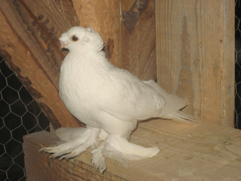  - a3 - JUCĂTOR UZBEK de vânzare